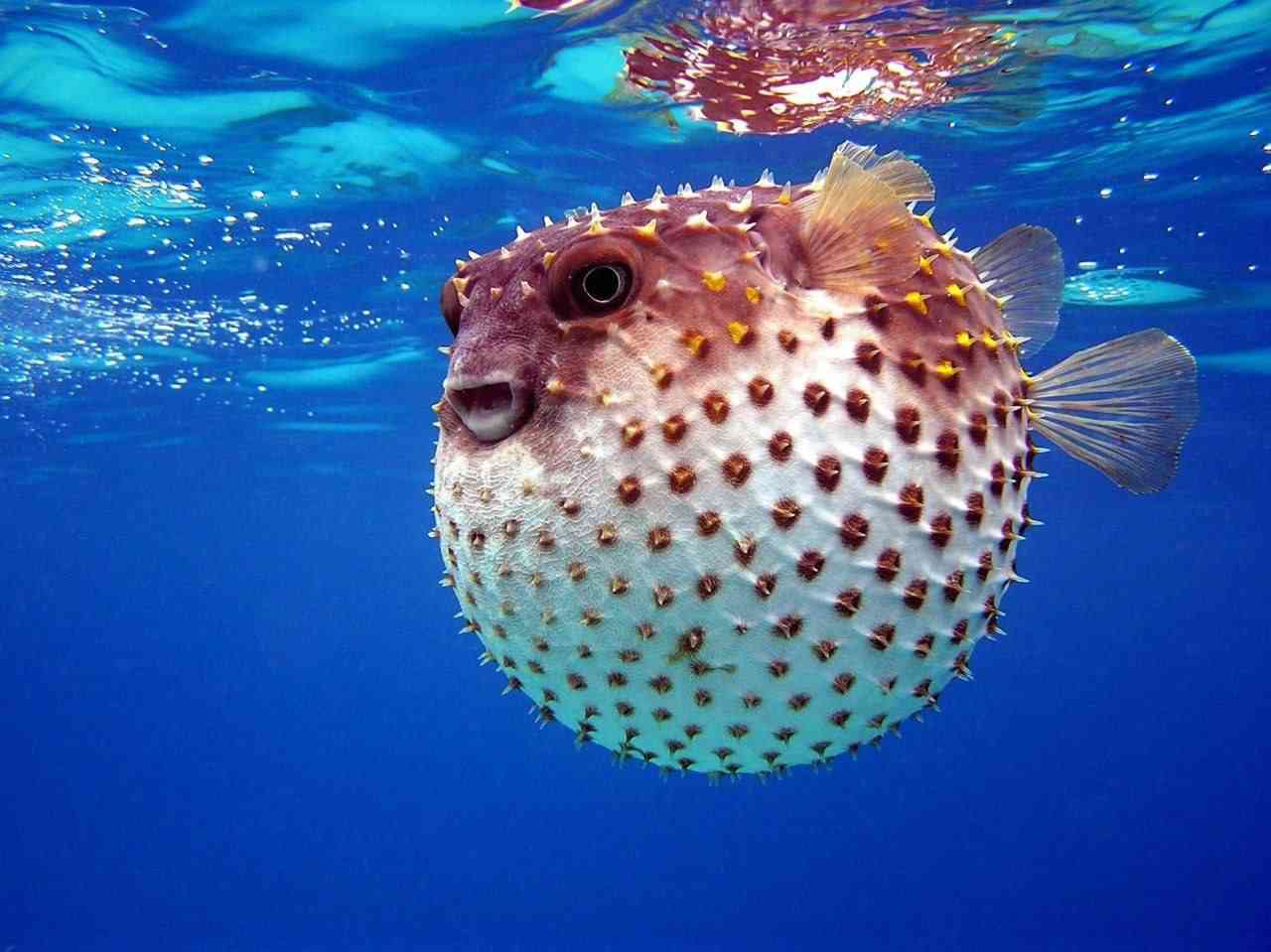 One fugu fish contains enough poison to kill 30 people and there is no antidote. | MirrorLog
